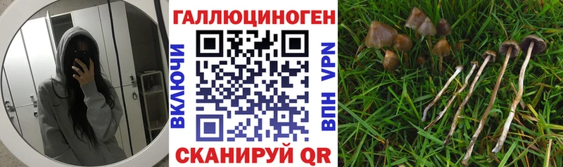 Псилоцибиновые грибы Psilocybe  Мезень 